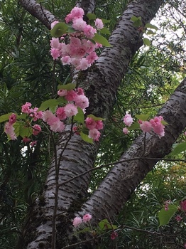 奈良の都の八重桜.JPG