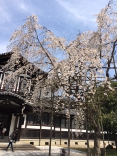 Ｈ28年４月　 仏教美術資料研究センターと枝垂れ桜.JPG