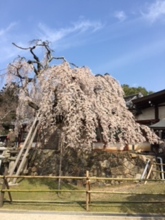 H28年4月奈良　氷室神社枝垂れ桜.JPG